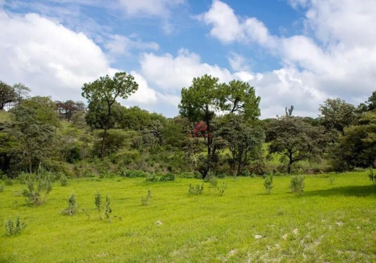 TERRENO EMILIANO ZAPATA ARENAL 12600000