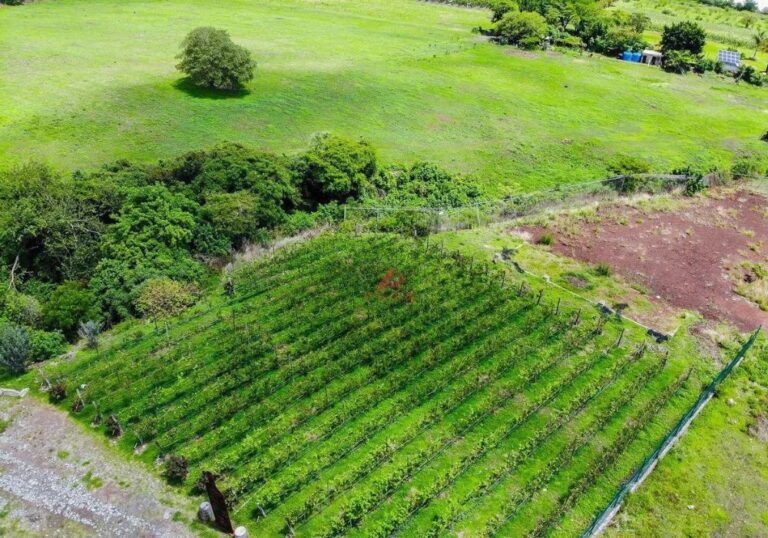 TERRENO RIVIERA DE CHAPALA 35000000